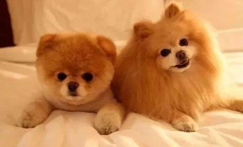 最新宠物爆料,揭秘最新宠物爆料背后的神秘故事